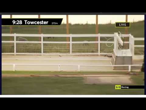 Towcester Greyhounds Franco Domino 150621
