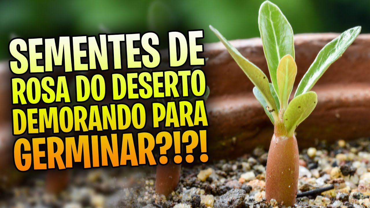 Por que minhas SEMENTES DEMORAM para GERMINAR E CRESCER?