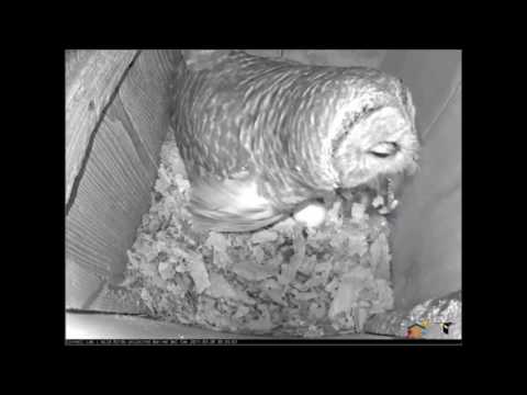 Male Barred Owl delivers a fish to the female