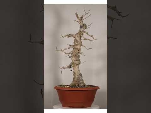 Acer campestre Feldahorn Prebonsai