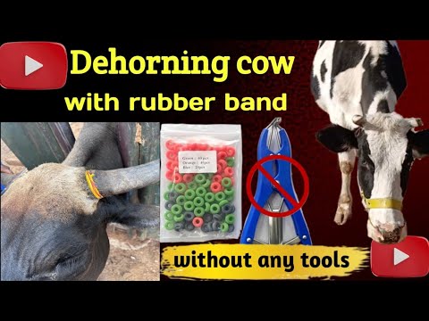 Dehorning/Disbudding cows with rubber bands (without any tools)