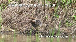 ハリオシギ、チュウジシギ、タシギほか(動画あり)