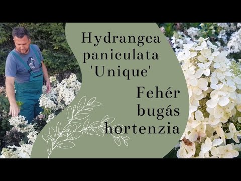 Hydrangea paniculata 'Unique' – Fehér bugás hortenzia | Egy igazán KÜLÖNLEGES hortenzia
