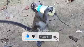 Download lagu MONYET VS AYAM - Monkey vs Chicken mp3 Download lagu MONYET VS AYAM - Monkey vs Chicken mp3