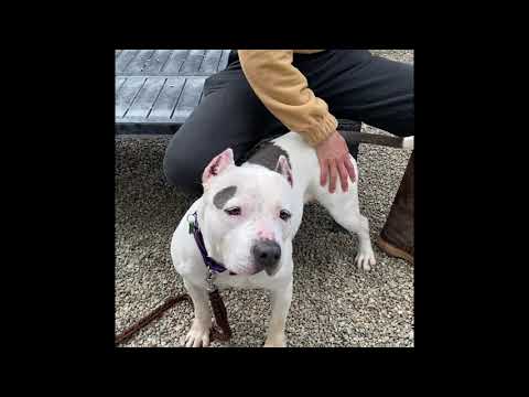 Princess Cutie Pie, an adopted American Staffordshire Terrier & Pit Bull Terrier Mix in Pasadena, CA_image-1