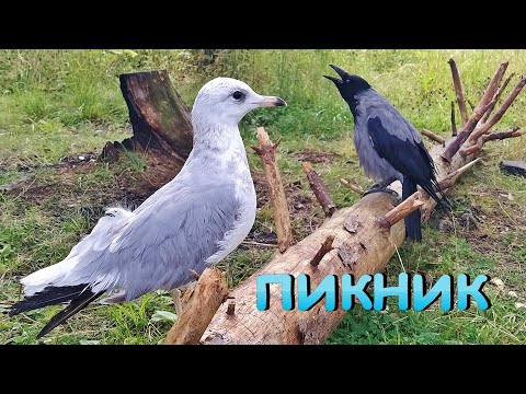 Чайка, ворона и собака на пикнике