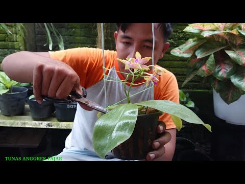 , title : 'tips repotting anggrek phalaenopsis berbunga ,mudah subur aman saat hujan'