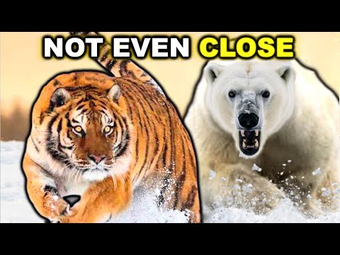 TIGER vs POLAR BEAR- Not Even Close