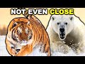 TIGER Vs POLAR BEAR Not Even Close