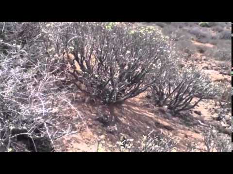 Hunting Dog Podenco Canario In Gran Canaria Canary Islands Spain