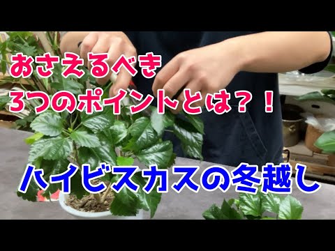 ハイビスカスの正しい越冬方法はこうです 植物