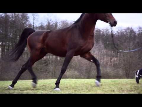 ESPIMAR (Marajj/Espinezja) foaled 2010