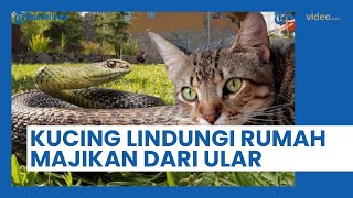 Viral Aksi Heroik Seekor Kucing Gagalkan Ular Masuk ke Dalam Rumah Majikannya