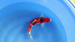 video van Hi Sanke 2301057