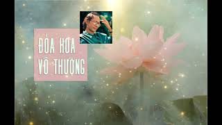 Đóa Hoa Vô Thường – Trịnh Công Sơn | Nhạc Trịnh Bất Hủ Khiến Lòng Người Lặng Im 🌿🎶