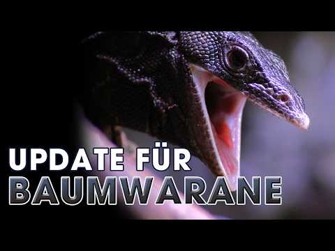 Auf neuem Boden – Terrarium-Upgrade für meine Baumwarane
