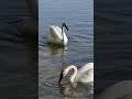 Comparing sizes (Canada Goose and Trumpeter Swan)