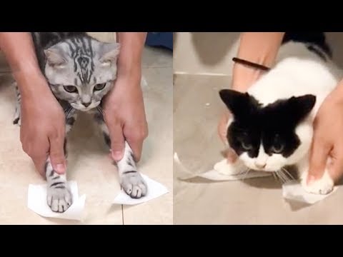 Cat Reaction to Sticky Tape - Funny Cat Tape Reaction Compilation
