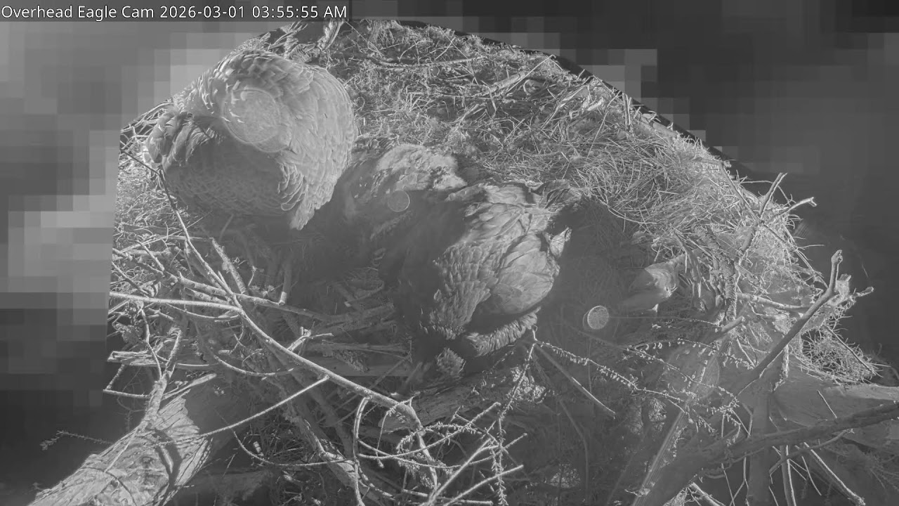 Live webcam view of Winter Park Eagle Nest Cam