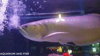 Download lagu Silver Arowana Super Big ( Osteoglossum Bicirrhosum) mp3