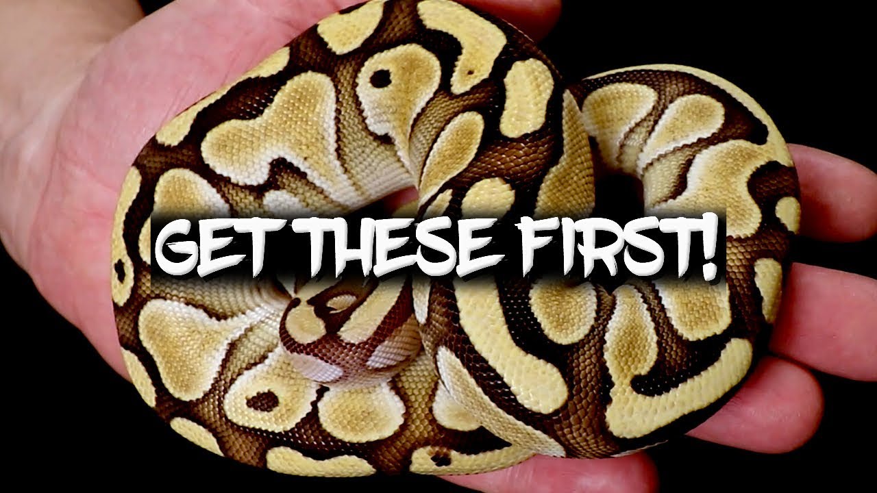 Five Ball Pythons to get First!