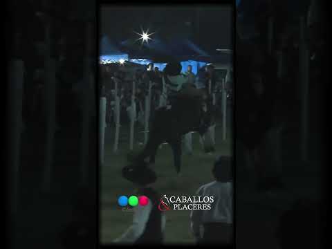 Las mejores jineteadas Festival Nocturno de Jineteada y Folklore #SantiagoTemple 2026