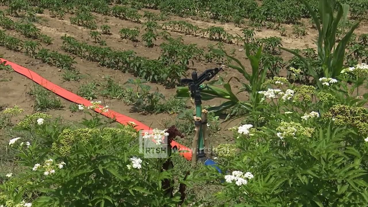 Vaditja e tokave në Pojan të Korçës, më shumë ujë falë reshjeve të këtij viti