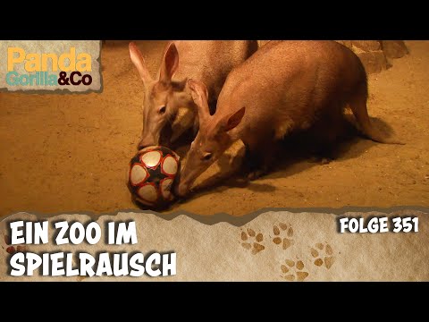 Zählaktion bei den Nacktmullen und spielerische Beschäftigungen für Alle | Panda, Gorilla & Co.