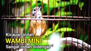 Download lagu Wambie mini gacor full isian rekomendasi masteran mewah mp3