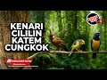 Masteran Murai Batu Terbaik Kenari Cililin Cucak Cungkok Kapas Tembak Pukulan Panjang Panjang