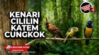 Download lagu 🔴Masteran Murai Batu Terbaik Kenari Cililin Cucak Cungkok Kapas Tembak Pukulan Panjang Panjang mp3