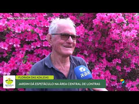 Florada AZALEIAS!