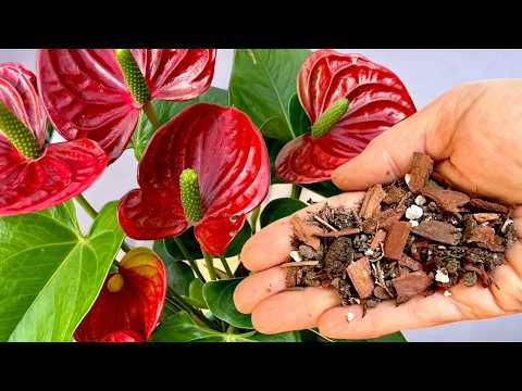 Don’t Kill Your Anthurium! Essential Tips for Repotting Blooming Plants! 🌺