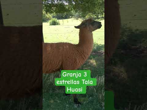 Entre Cabalango y Tala Huasi
