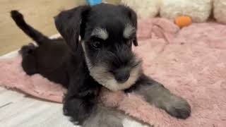 ミニチュアシュナウザーの動画01