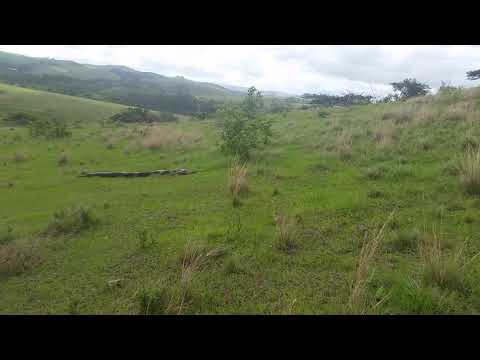 Massive Python spotted in Ballito