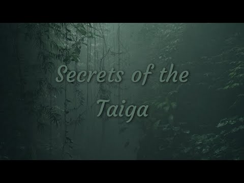 Secrets of the Taiga: Exploring the Enchanting Coniferous Forest