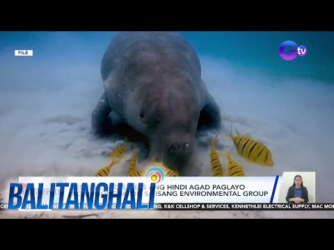 Napadpad na dugong, nilaro ng mga bata? BT