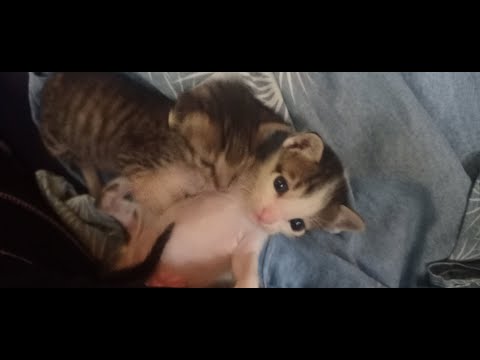 How to Feed kittens without feeding bottle
