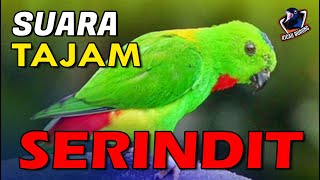 Download lagu Suara Tajam Serindit II Masteran Burung Serindit mp3