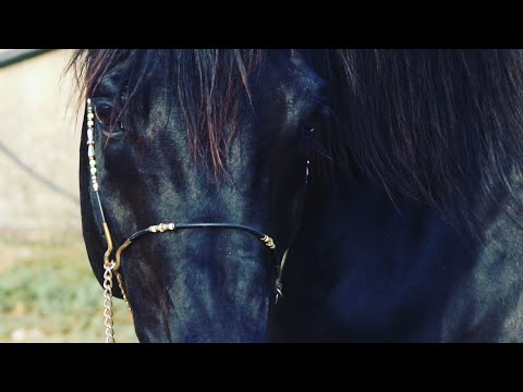 Magic dream Arabians