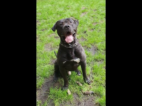 Taro de la Arena / Security Dog / Presa Canario / Diensthund / Schutzhunde / Working K9 / AVD e.V.