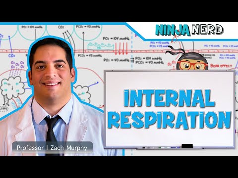 Respiratory Half Head Anatomy