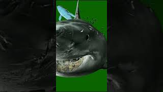 Download lagu Big Whale Fish Green Screen #greenscreen #greenscreenvideos #vfxshorts #vfxviralvideo mp3 Download lagu Big Whale Fish Green Screen #greenscreen #greenscreenvideos #vfxshorts #vfxviralvideo mp3