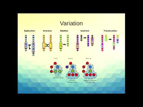 Linear Genetic Programming in Python Bytecode