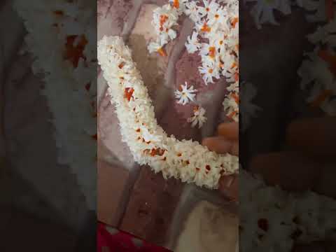 Parijatham flower(Night Jasmine) #paarijathaparvam#parijat#nightjasmine#shorts #ytshorts #trending