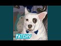 Patchy Party