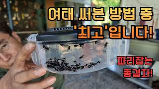 여태 써본 방법 중 최고입니다! 시골 파리 박멸하게 만든 역대급 내돈 내산 신무기