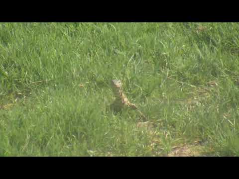 Djuma: Water Monitor Lizard on the prowl looking for breakfast - 07:46 - 12/26/18