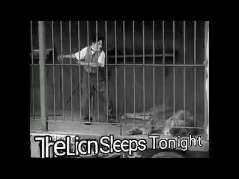 The Tokens: The Lion Sleeps Tonight (1961)